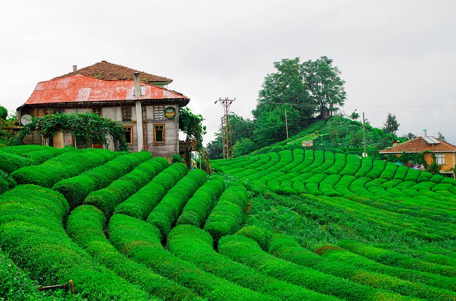 rize çay tarlaları