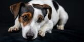 jack-russell