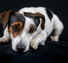 Jack Russell Terrier Irk Özellikleri ve Bakımı
