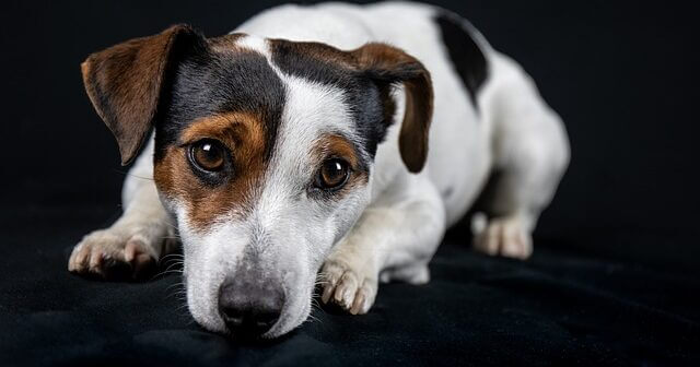 jack-russell