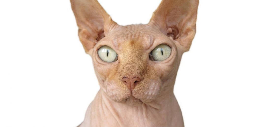 Sfenks Kedisi